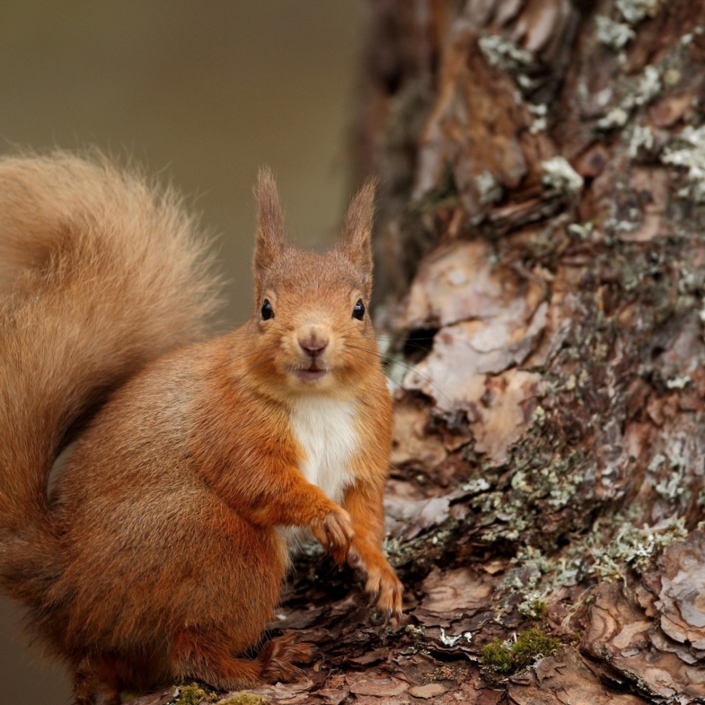 Рыжая белка