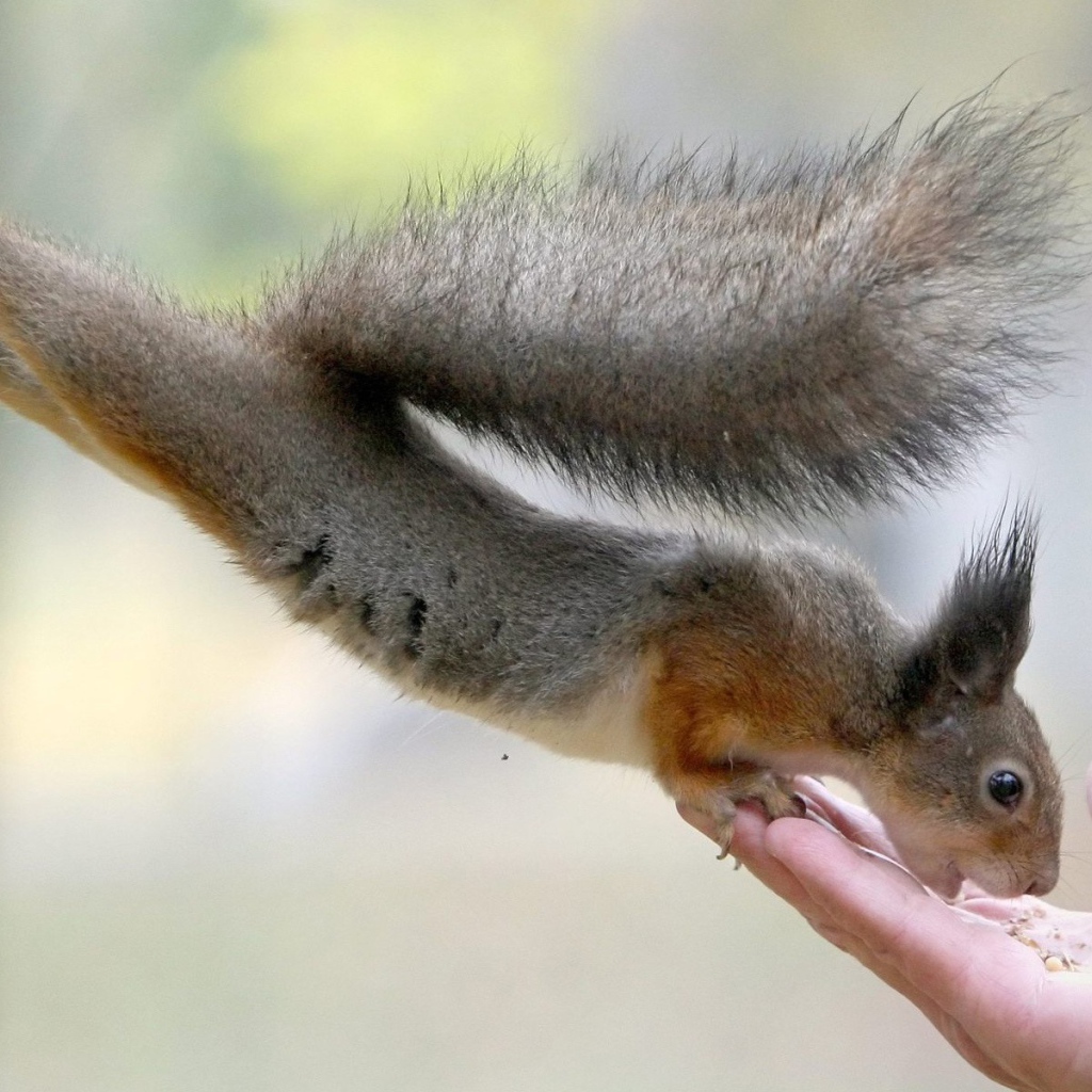 Белка ест с руки