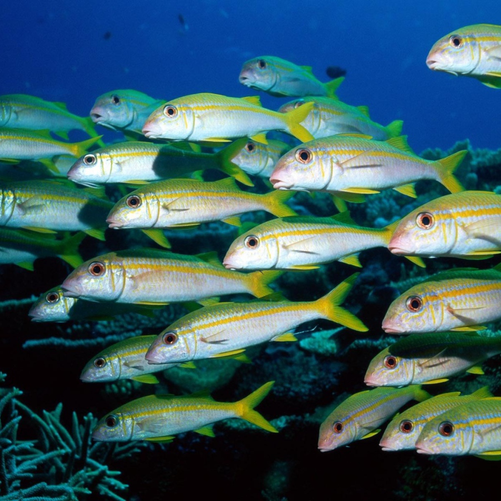 Стая морских рыб