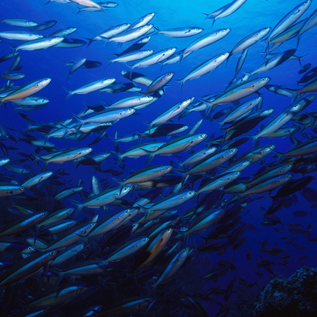 Стая серебристых рыб