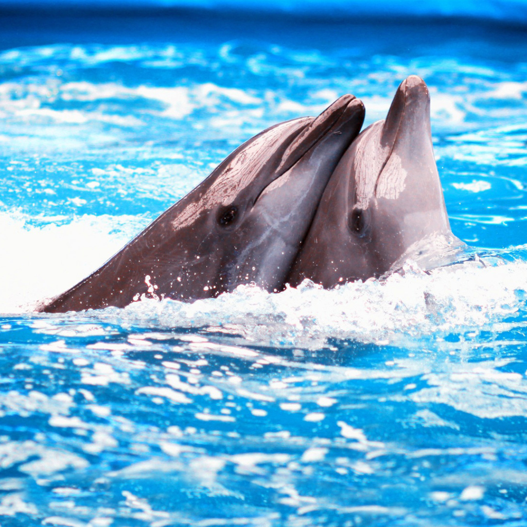 Пара дельфинов в голубой воде