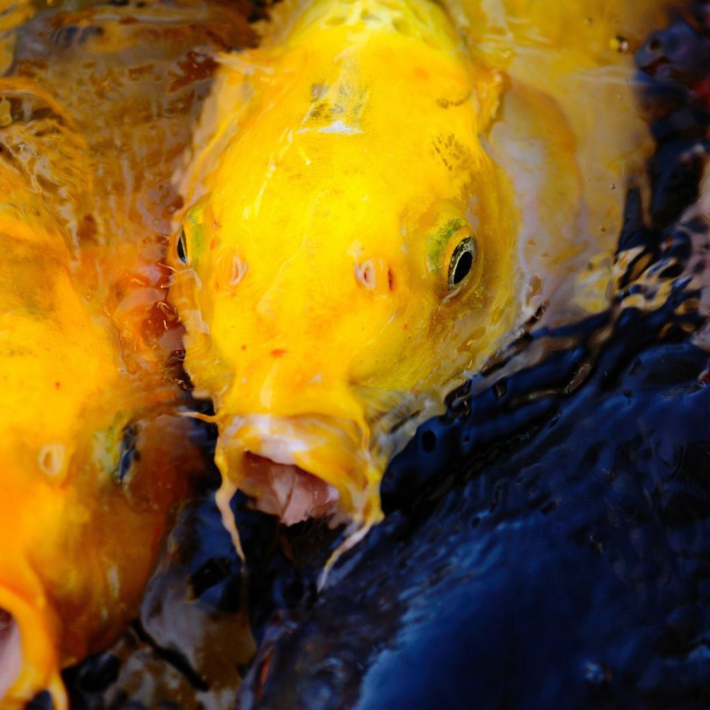 Пара желтых рыб