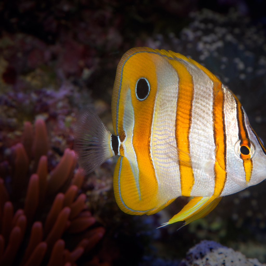 Аквариумная рыбка бабочка