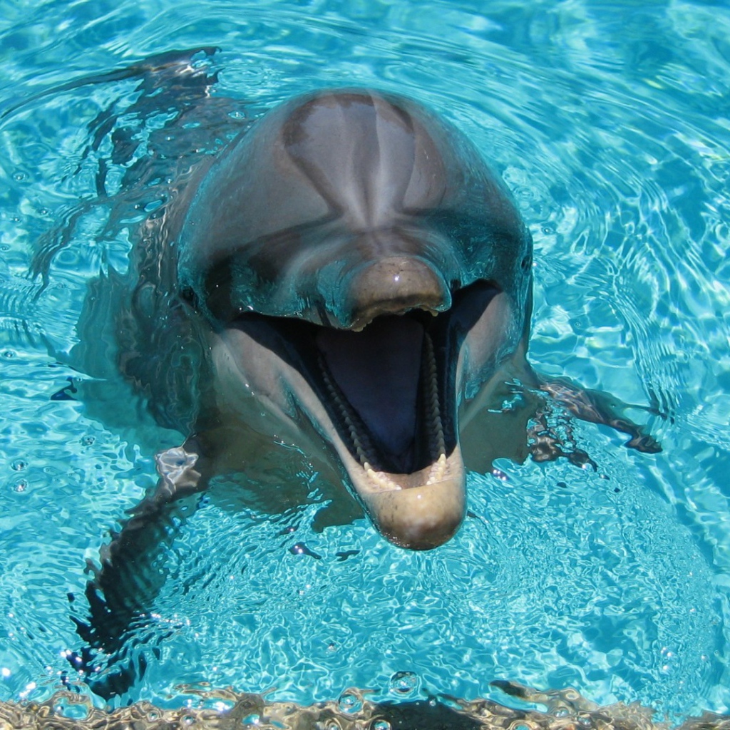 Веселый дельфин в бассейне