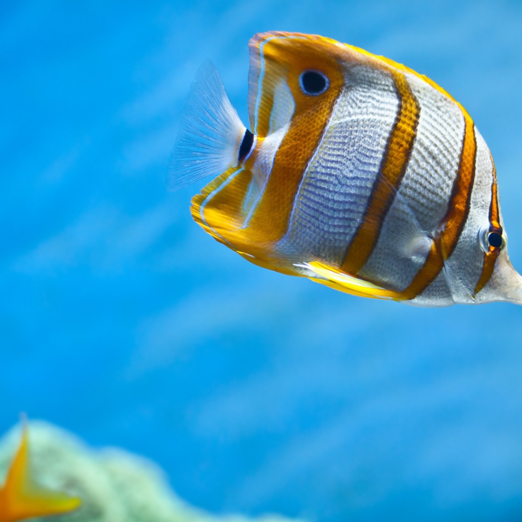 Рыбы бабочки