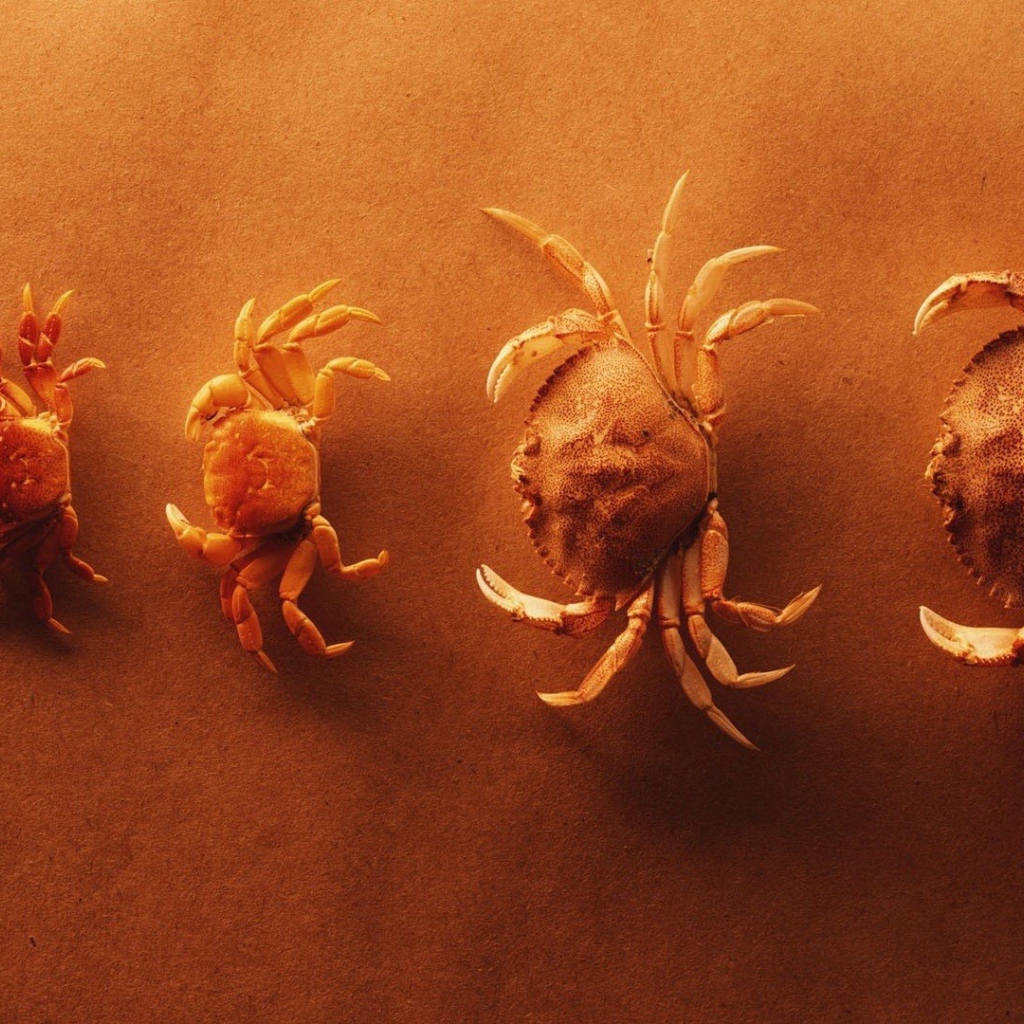 Крабы выстроились по росту