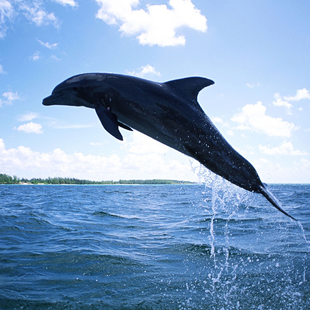 Плавающий дельфин