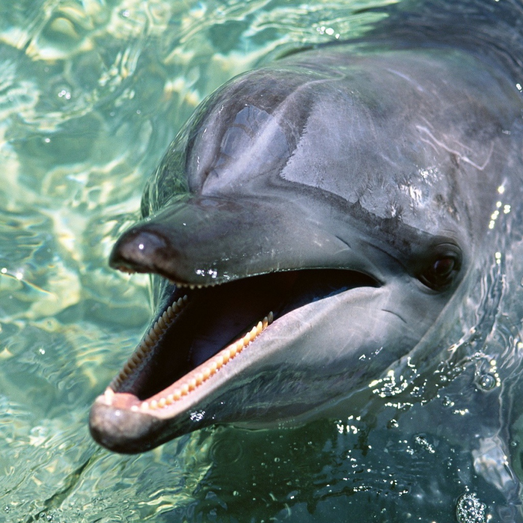 Дельфин выглянул из воды