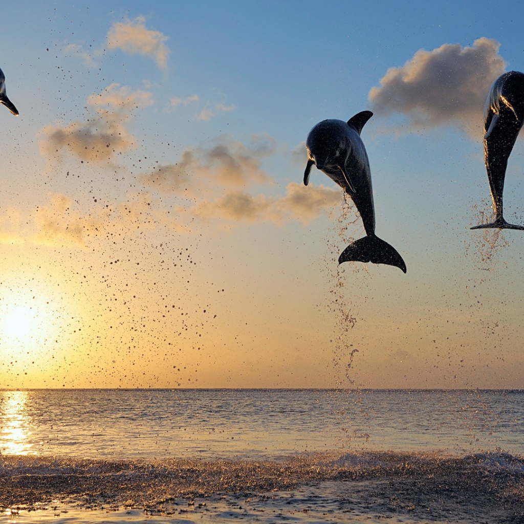 Дельфины в заливе