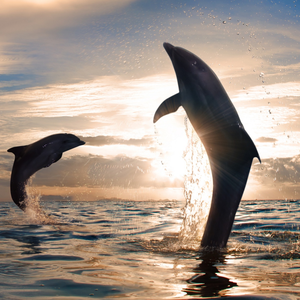 Dolphins playing in the sea