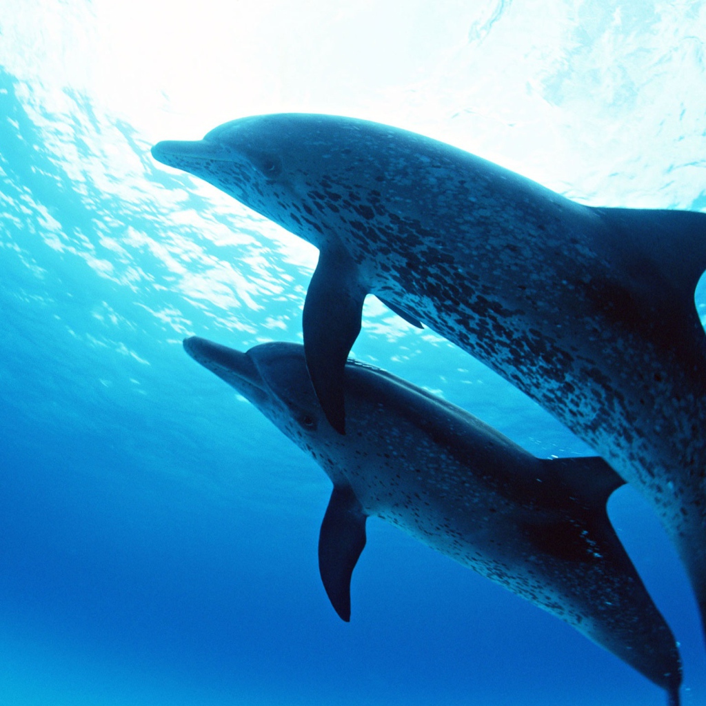Дельфины на глубине