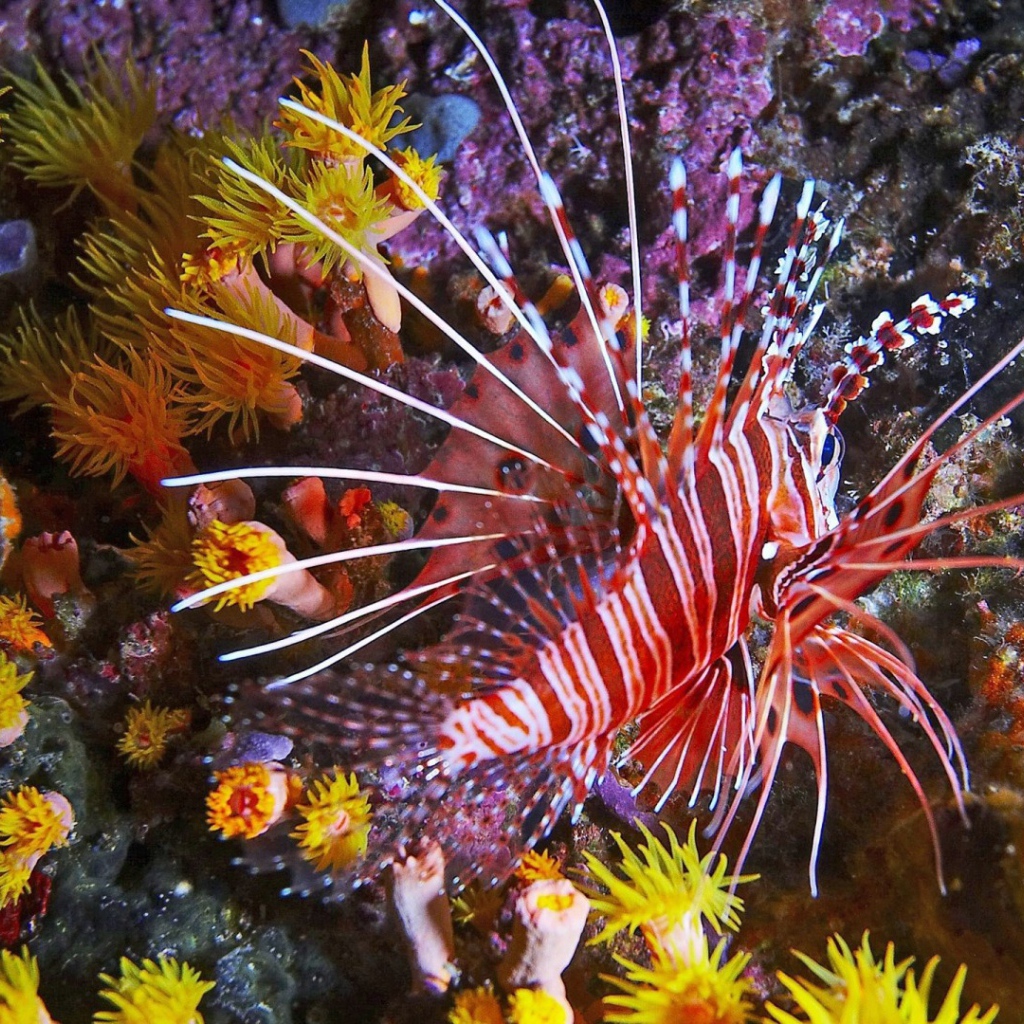 Фантастическая тропическая рыба