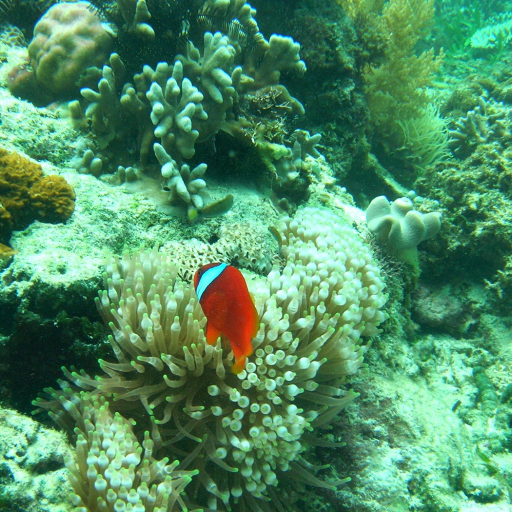 Рыба среди кораллов