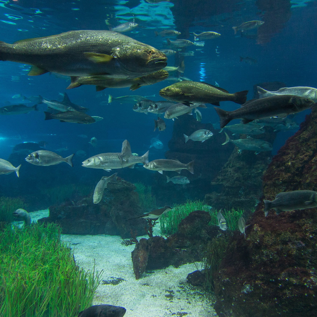 Рыбы в реке