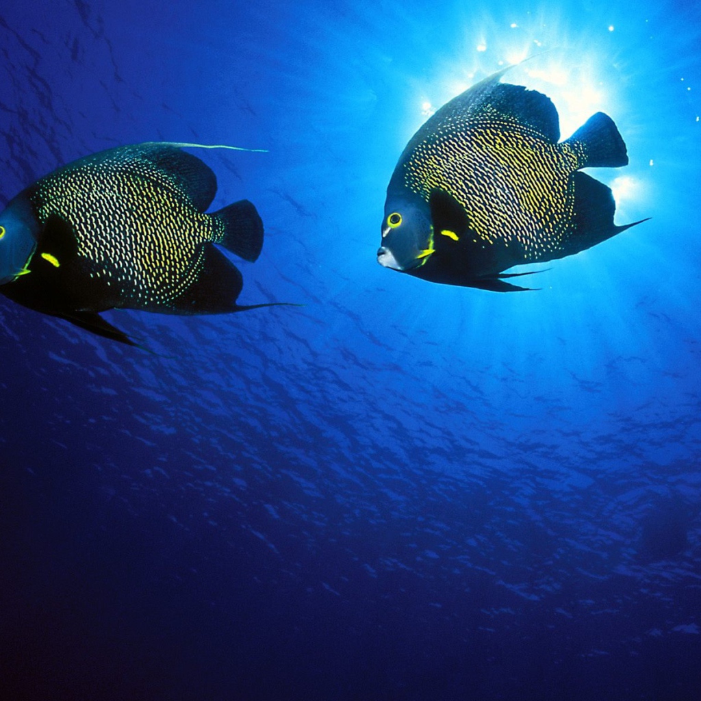 Французские рыбы-ангелы