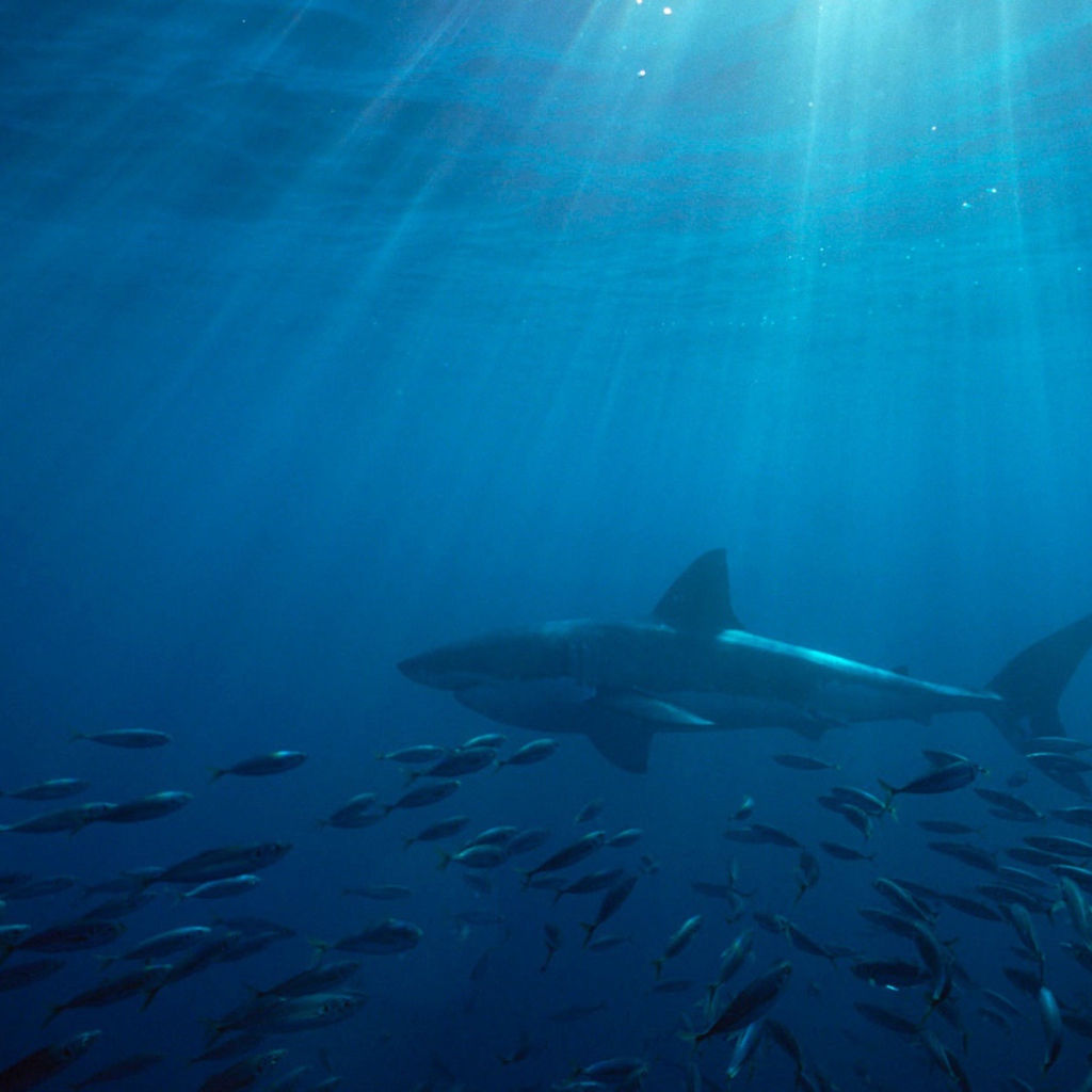 Большая белая акула в Австралии