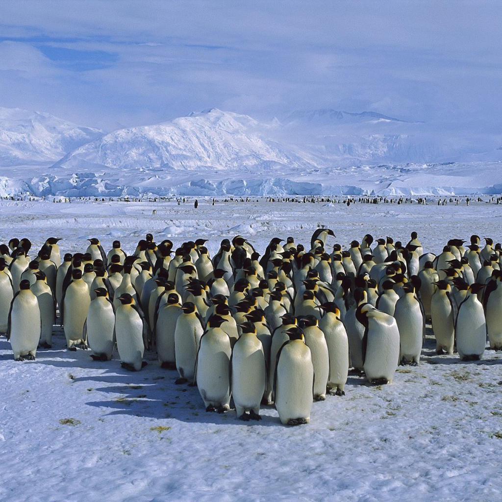 Стадо пингвинов