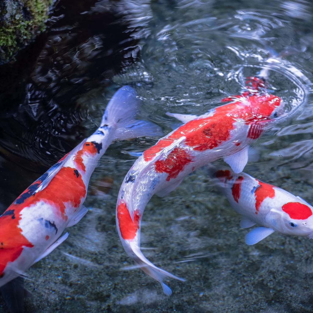 Японские карпы в воде