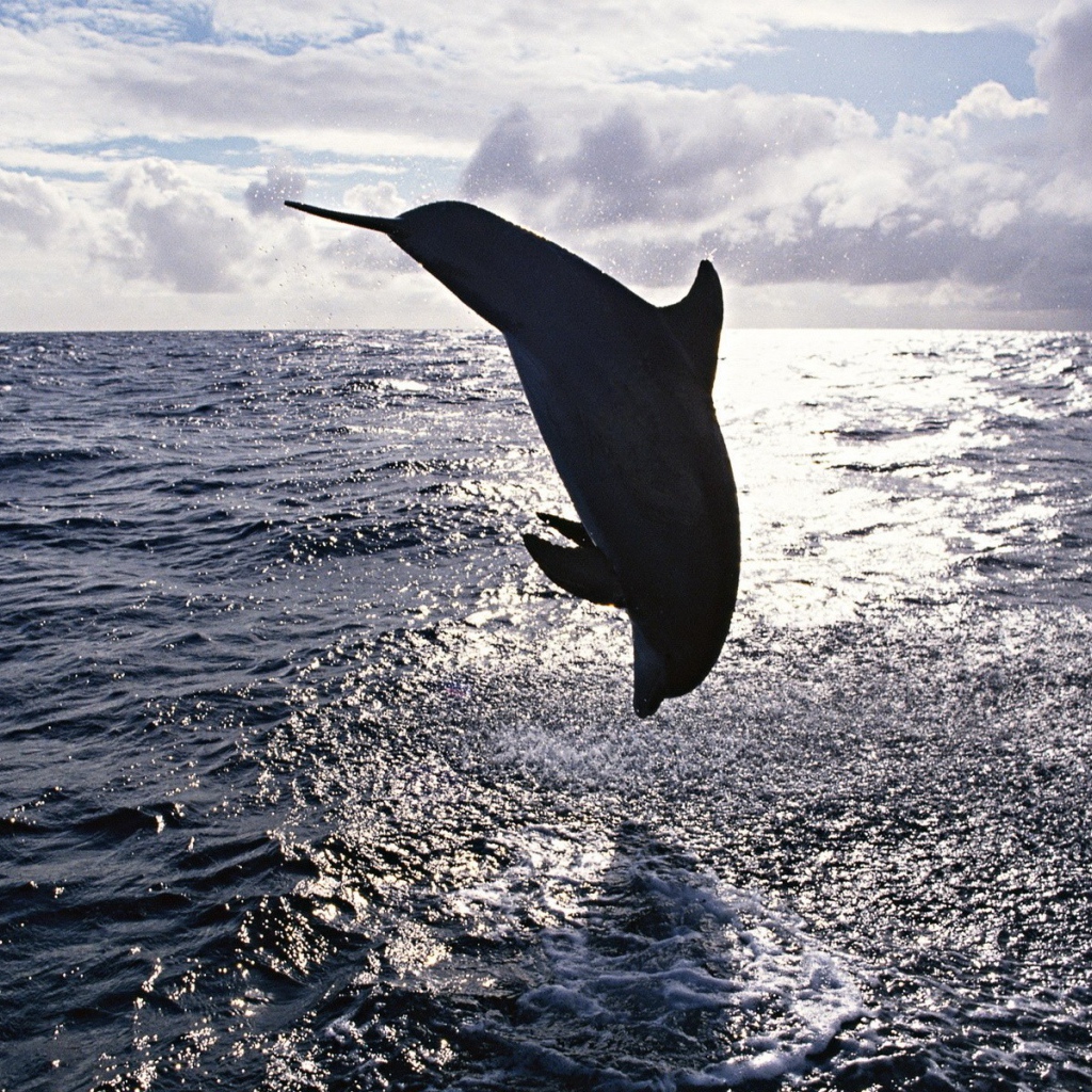 Прыжок дельфина