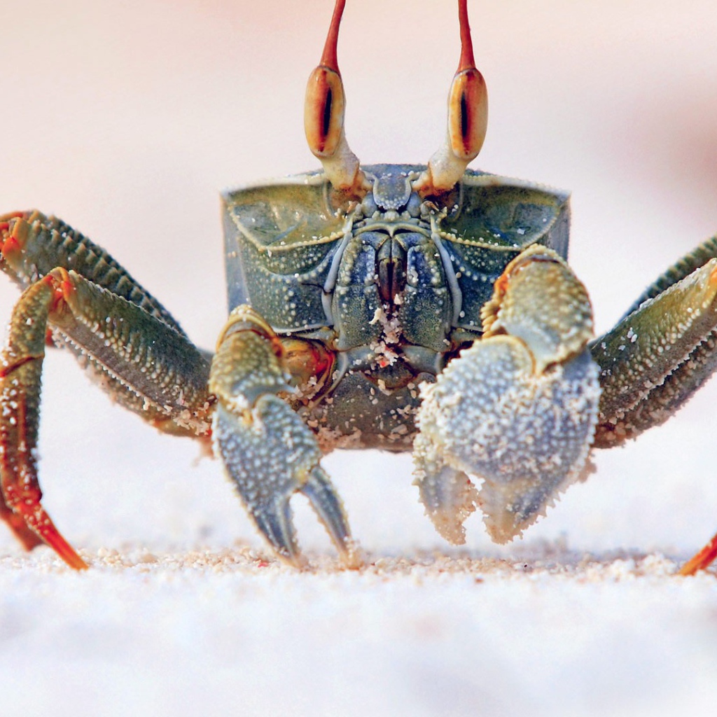 Королевский краб на песке