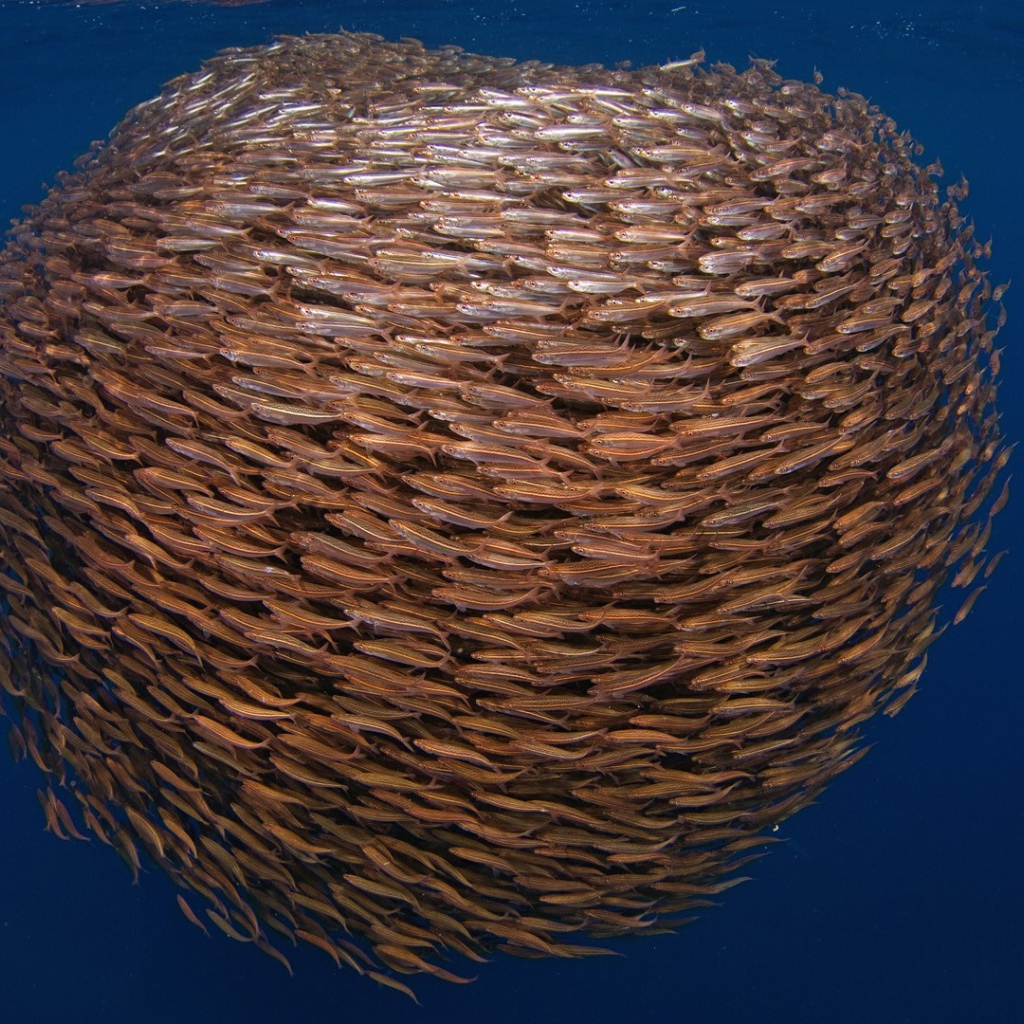 Большой косяк рыбы