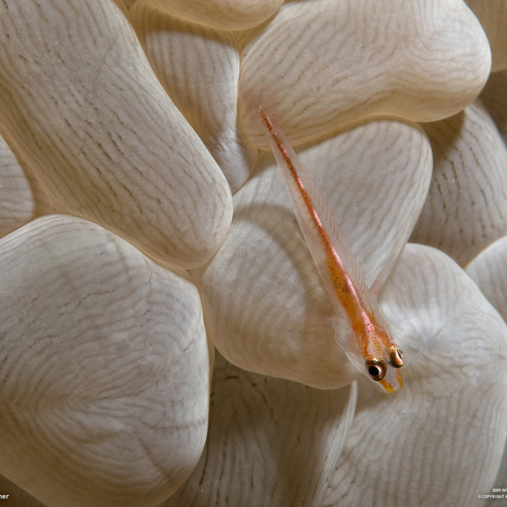 Маленькая рыба