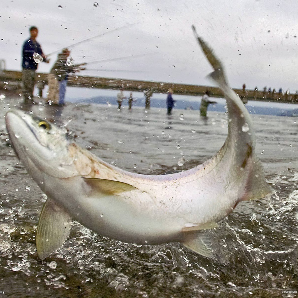 Массовая рыбалка