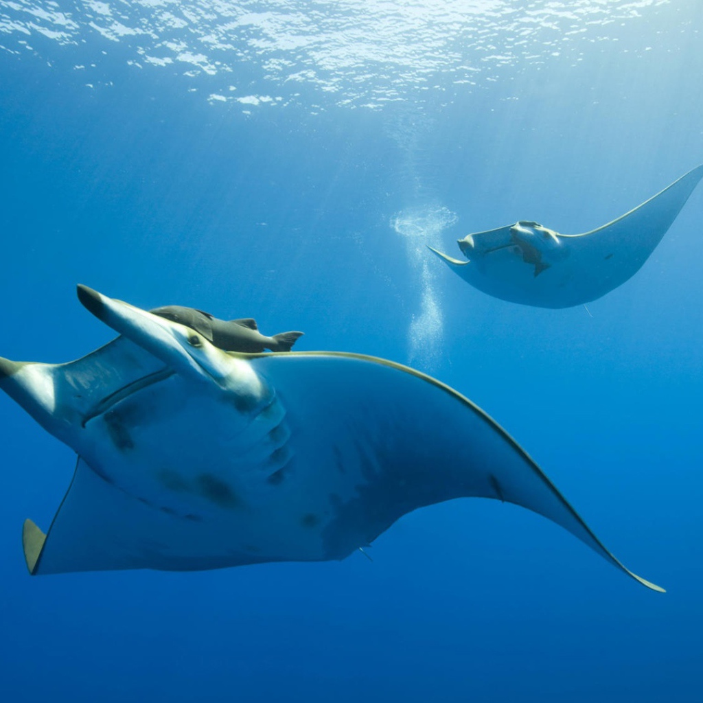 Жизнь океана