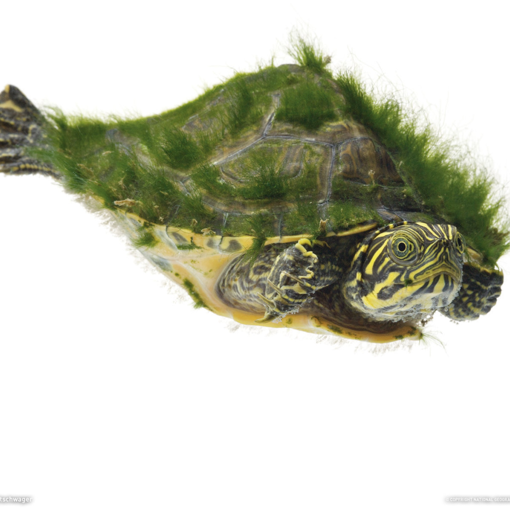 Морская черепаха покрытая мохом