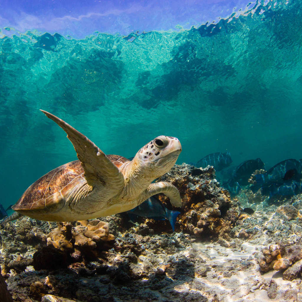Морская черепаха под водой