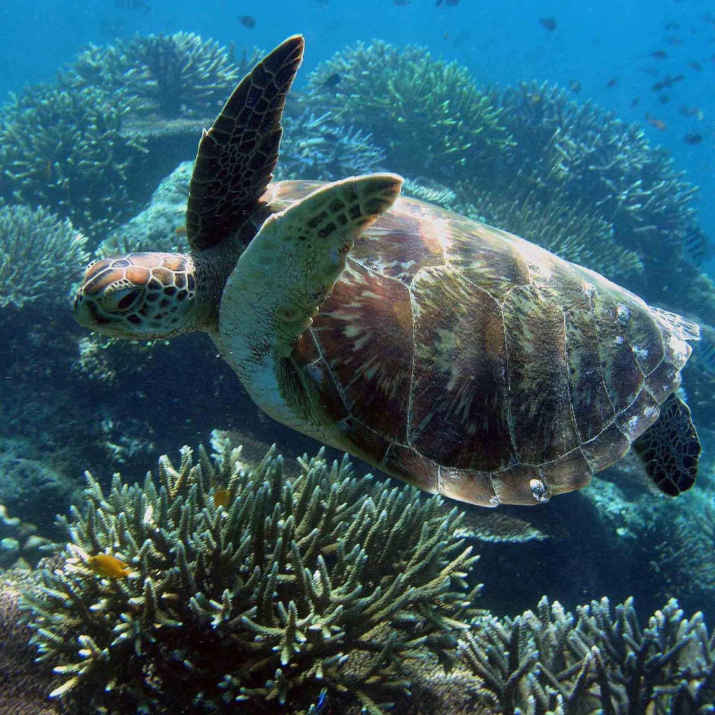 Морская черепаха под водой