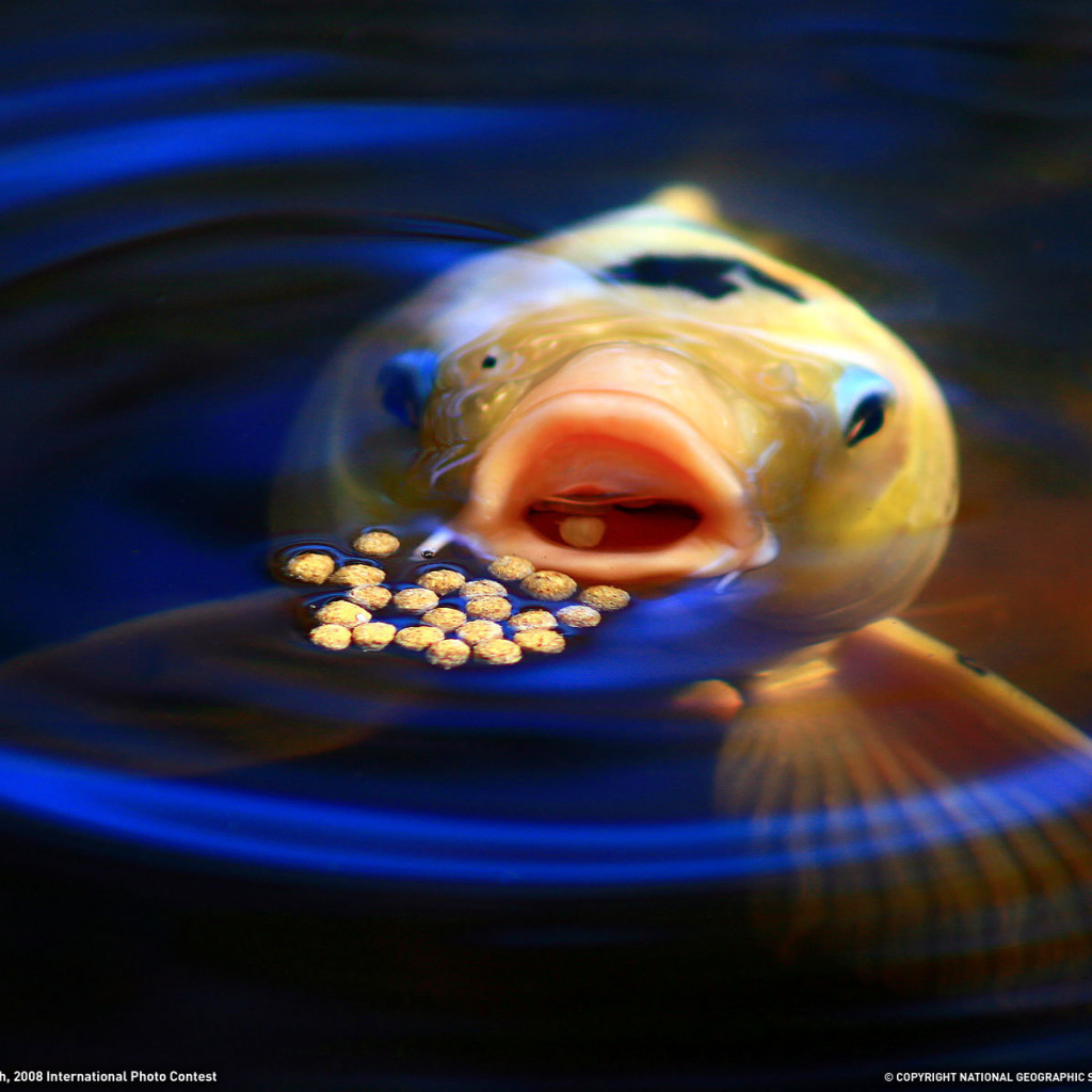 Рыба ест корм