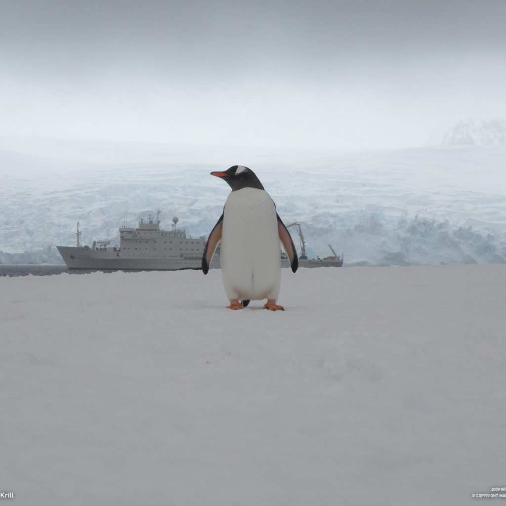 Единственный пассажир с корабля