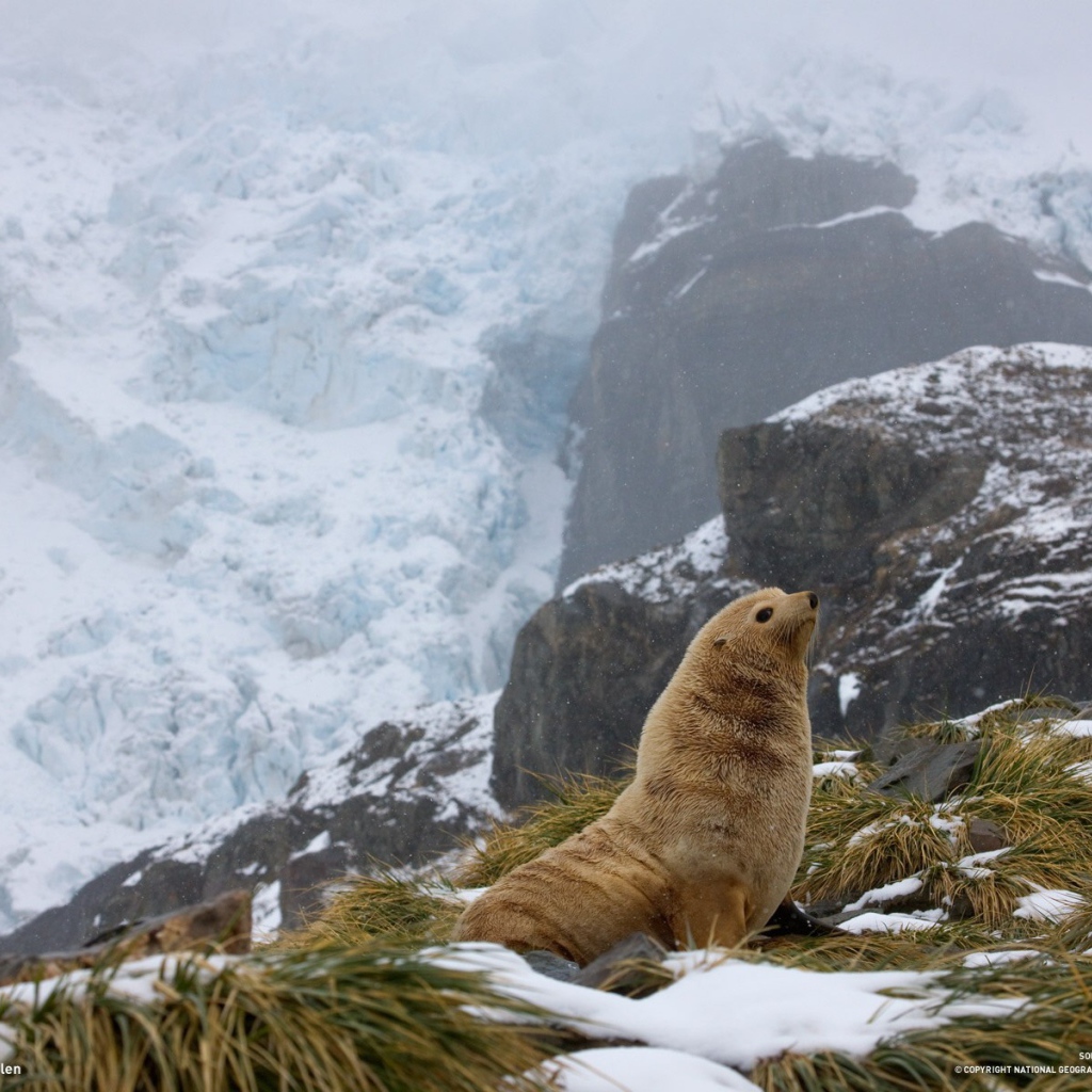 Тюлень в горах