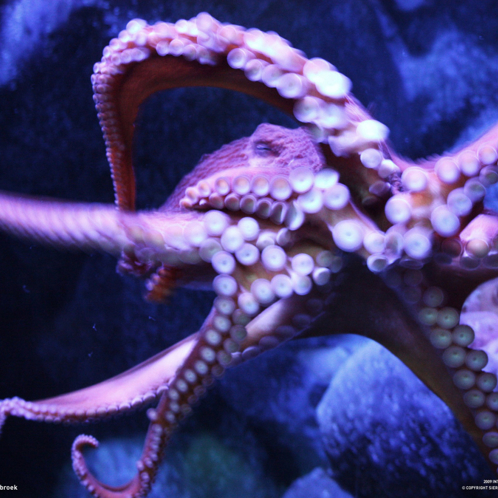 Присоски осьминога