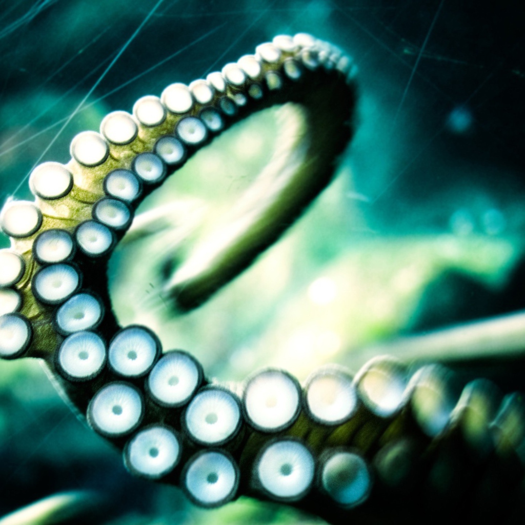 Щупальце осьминога