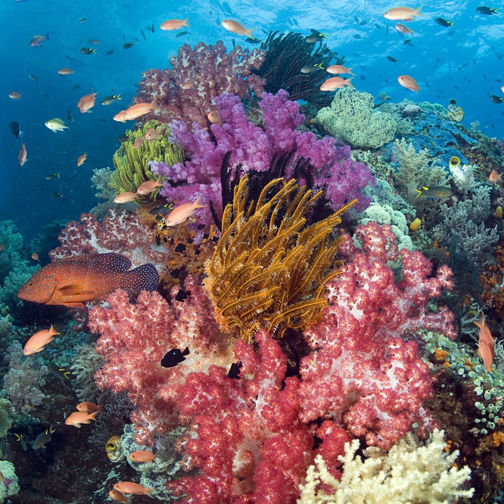 Тропические рыбы