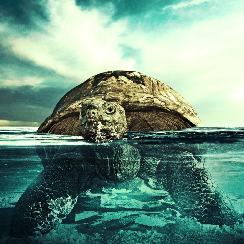 Черепаха плывет по воде