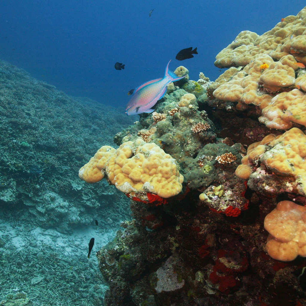 Подводный мир океана