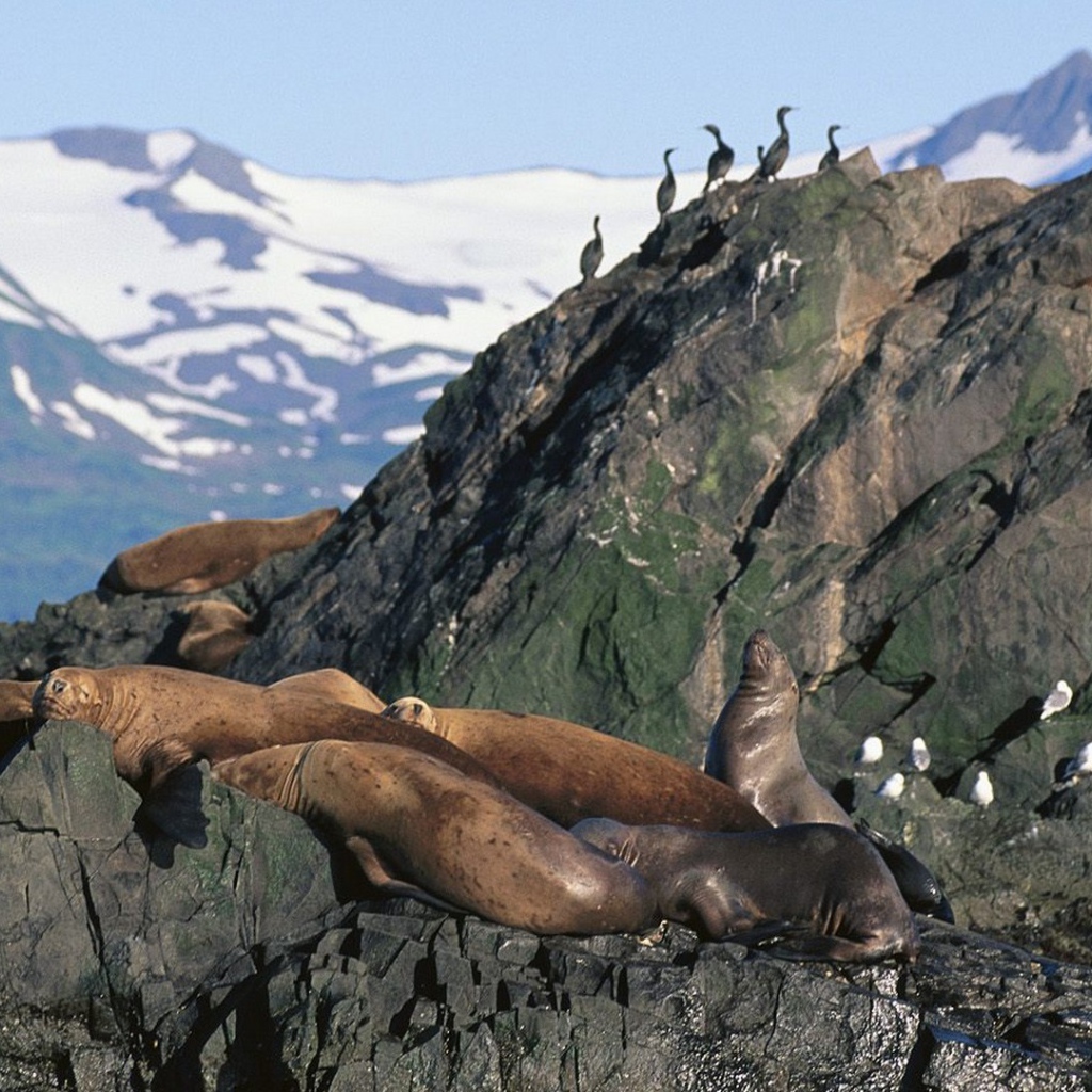 Морские львы на Аляске