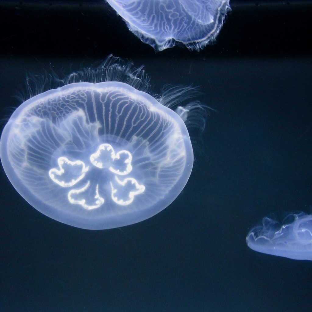 Медузы в океане