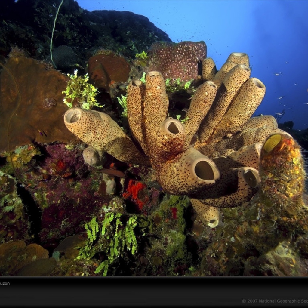 Жизнь на подводных камнях