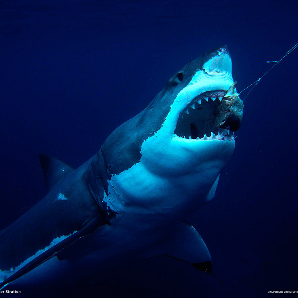 Акула хватает приманку