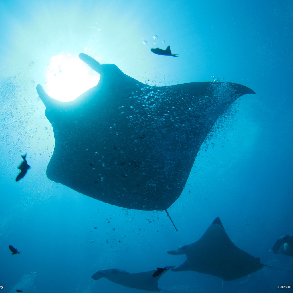 Стая морских скатов