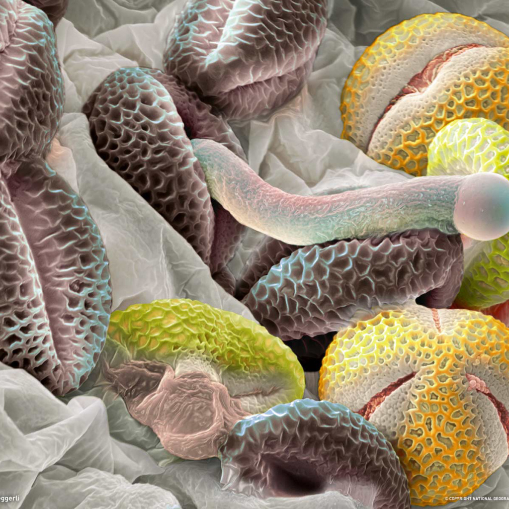 Красочная подводная жизнь