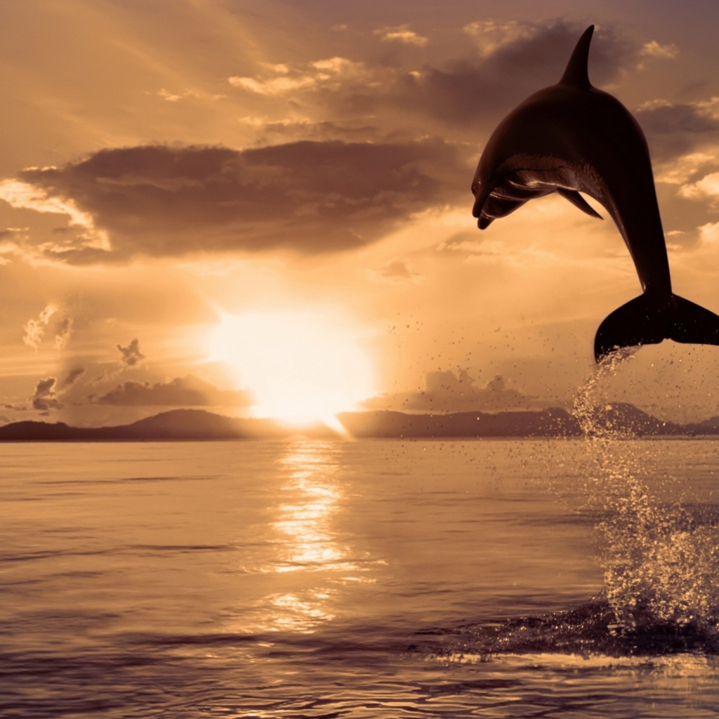Дельфин выпрыгнул из воды
