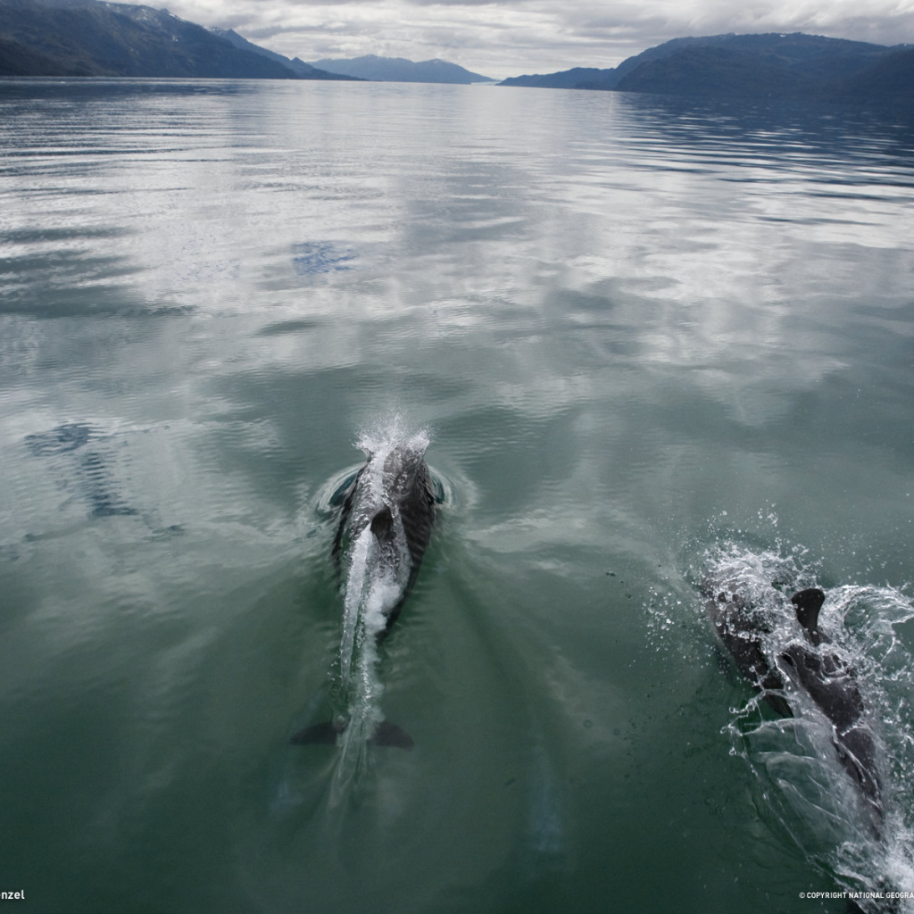 Дельфины плывут по морю