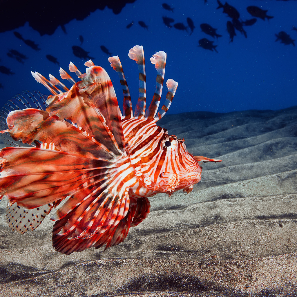 Рыба дракон