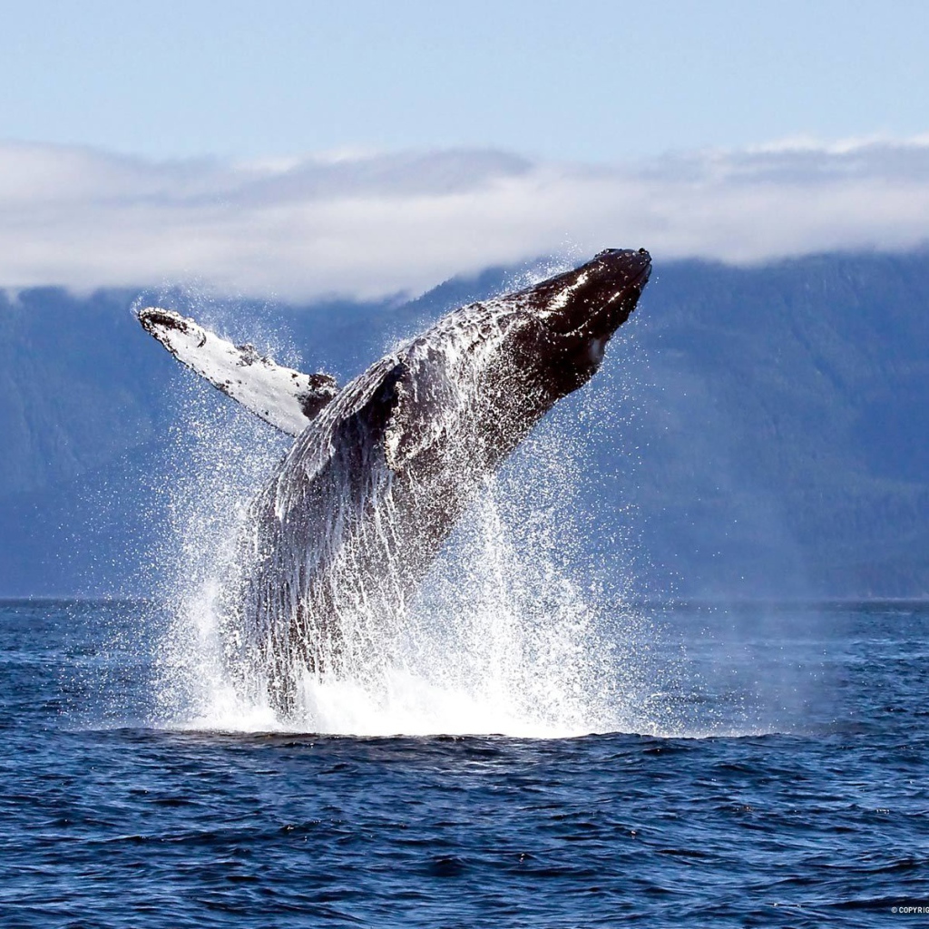 Прыжок кита из воды