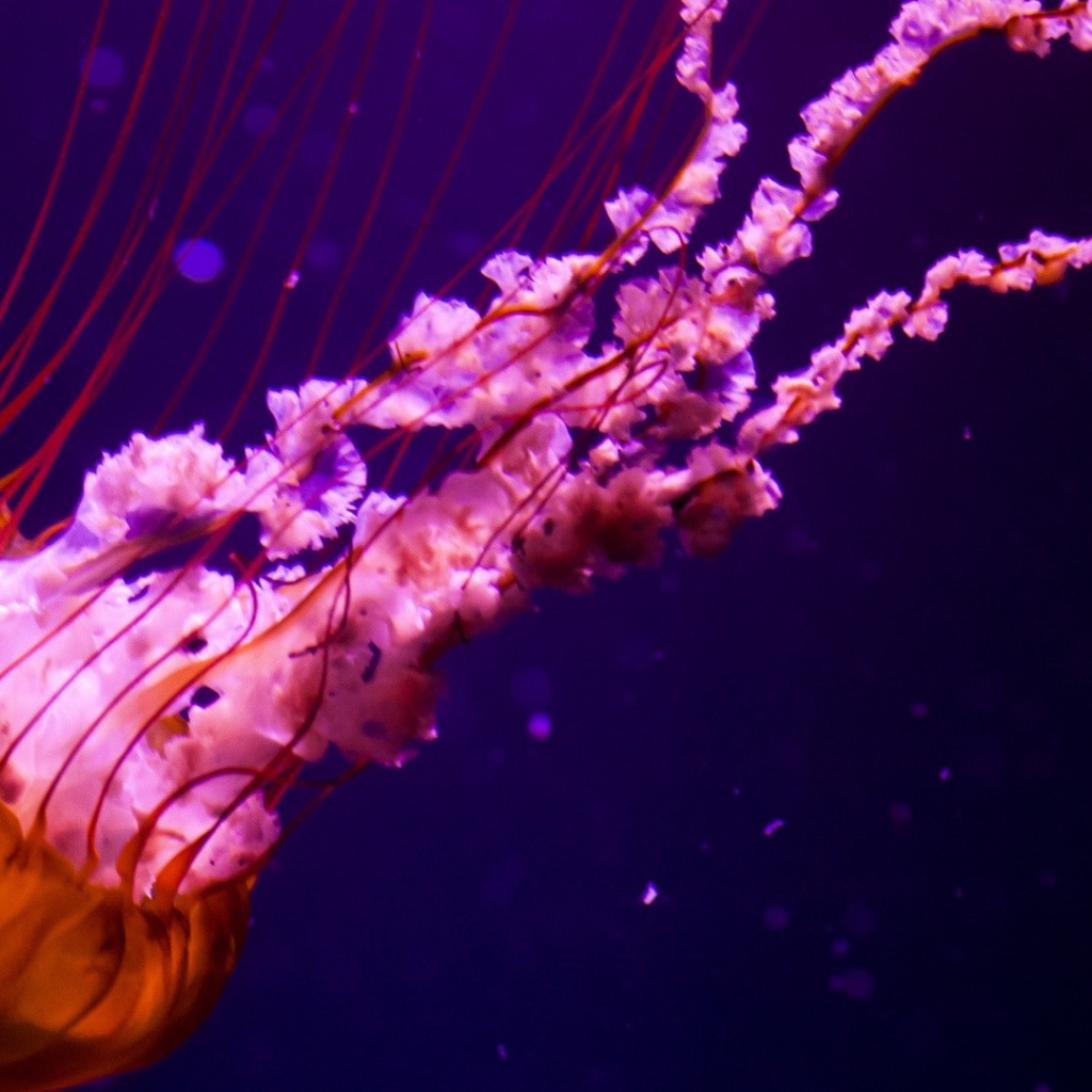 Оранжевая медуза